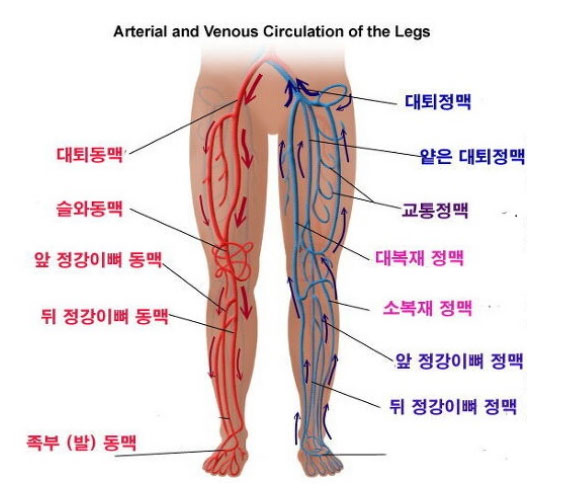 정상혈관과 하지정맥류 혈관 차이