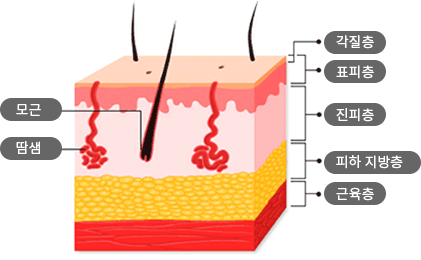 피부 단면도